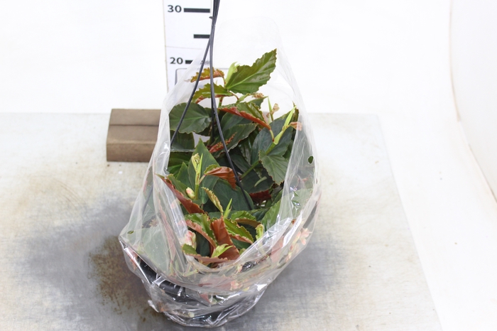 BEGONIA RADICANS BRONZE FORM C21