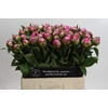 Paeonia Dr Alexander Fleming