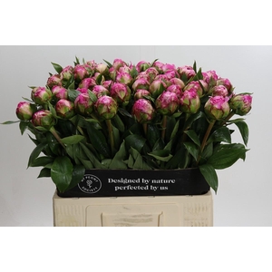 Paeonia Dr A Fleming