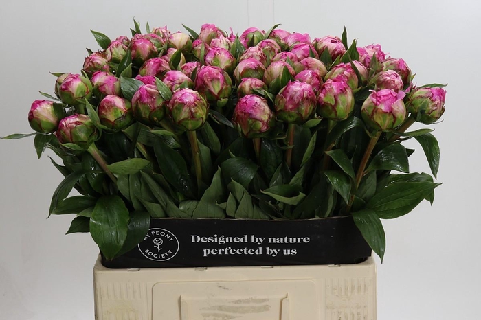 Paeonia Dr A Fleming