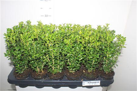 <h4>Buxu Sempervirens</h4>