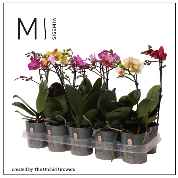 Mimesis Phal. Multi Mix - 1 spike 12cm