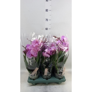 Phalaenopsis  'Spirit Pink'