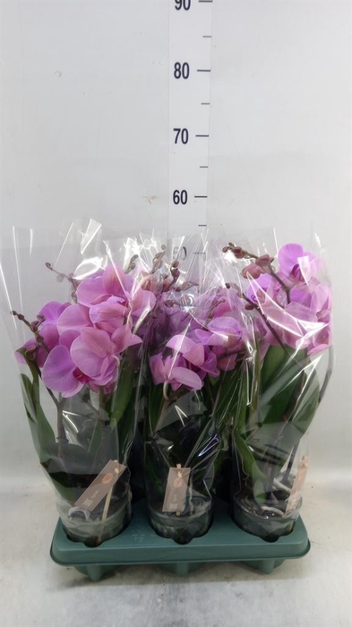 <h4>Phalaenopsis  'Spirit Pink'</h4>
