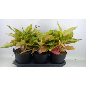 Aglaonema   ...