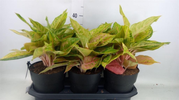 <h4>Aglaonema   ...</h4>