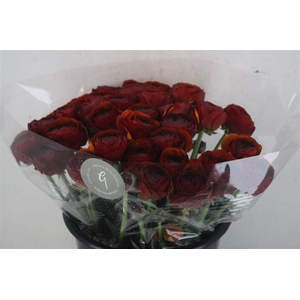 Ran Cloni Sup Brownie