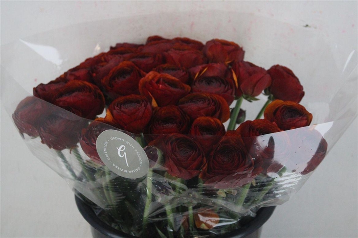 <h4>Ran Cloni Sup Brownie</h4>