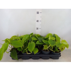 Philodendron scandens