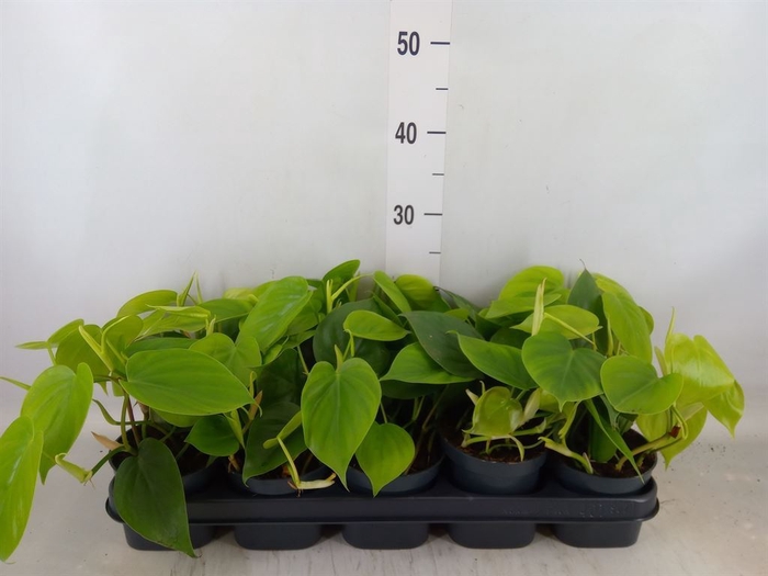 <h4>Philodendron scandens</h4>