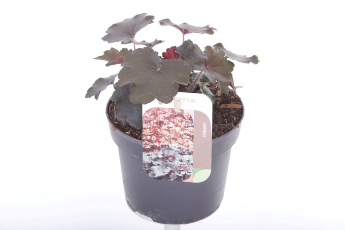 <h4>Heuchera micr. Palace Purple</h4>