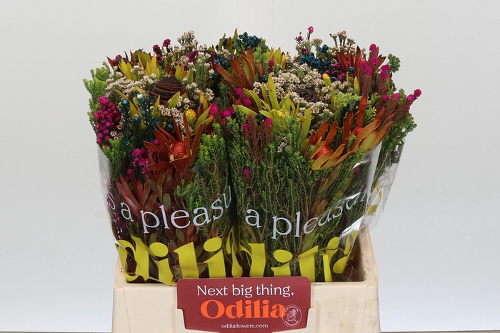 <h4>BQ Kaaps Groen Mandarin</h4>