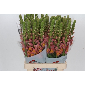 Antirrhinum Potomac Dark Orange