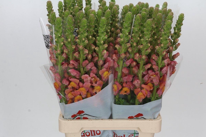 <h4>Antirrhinum Potomac Dark Orange</h4>