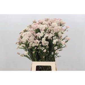 Ozothamnus Cooks Lightpink Spray