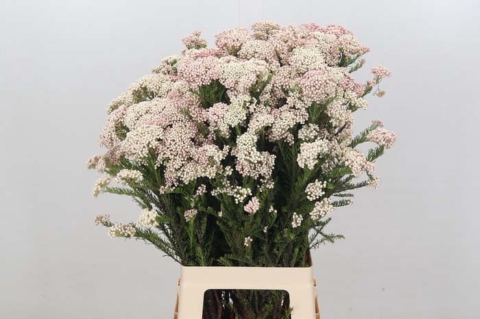 Ozothamnus Cooks Lightpink Spray