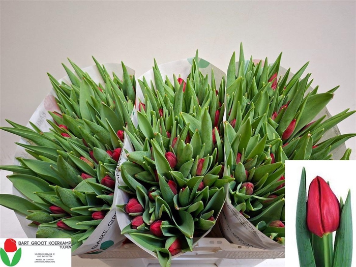 <h4>Tu En Red Stone</h4>