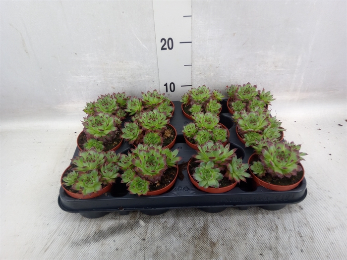 <h4>Sempervivum tectorum</h4>