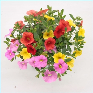 Calibrachoa Trixi Candyhouse