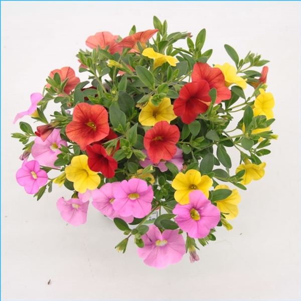 <h4>Calibrachoa Trixi Candyhouse</h4>