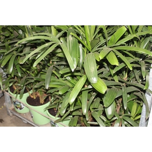PALMEIRA RAPHIS P24