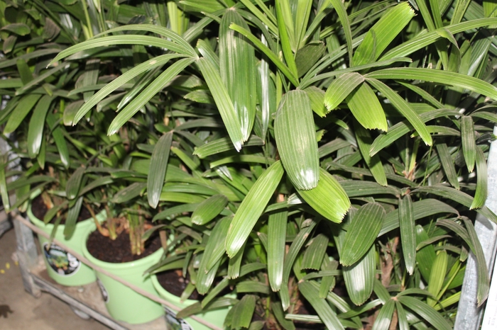 <h4>PALMEIRA RAPHIS P24</h4>