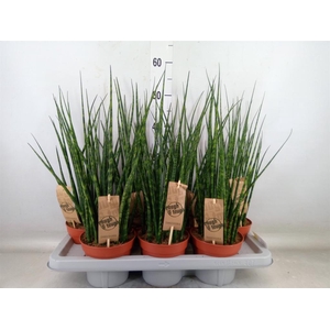 Sansevieria  'Fernwood'