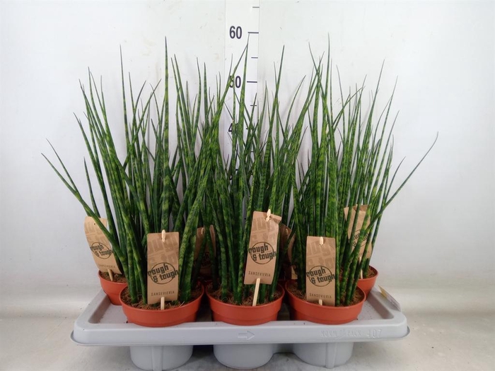 <h4>Sansevieria  'Fernwood'</h4>