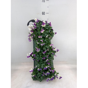 Viola corn. 'Evo Mini'   ...mix