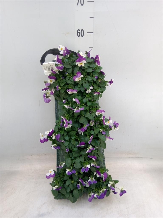 <h4>Viola corn. 'Evo Mini' ...mix</h4>