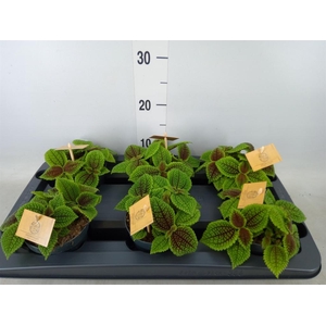 Pilea mollis 'Moon Valley'