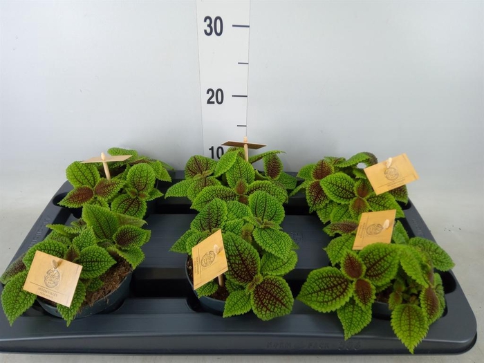 <h4>Pilea mollis 'Moon Valley'</h4>