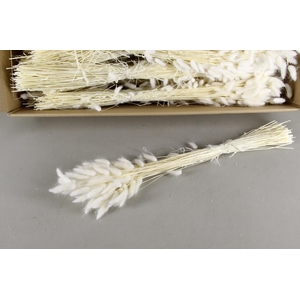 DF Lagurus Bs Bleached 100gr