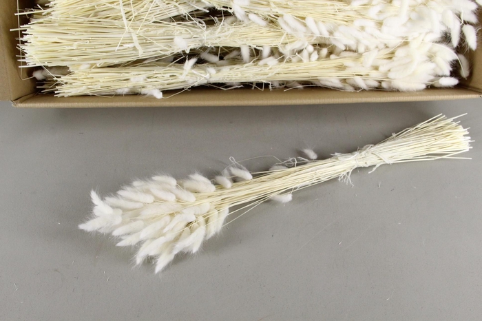 <h4>DF Lagurus Bs Bleached 100gr</h4>