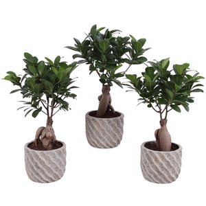 Ficus m. Ginseng Ball Shape Ø09cm in Ø11cm Ceramic NT668