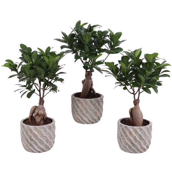 <h4>Ficus m. Ginseng Ball Shape Ø09cm in Ø11cm Ceramic NT668</h4>