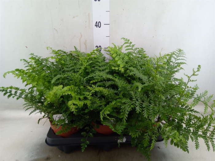 <h4>Asplenium  'Parvati'</h4>