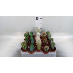 Cereus   ...