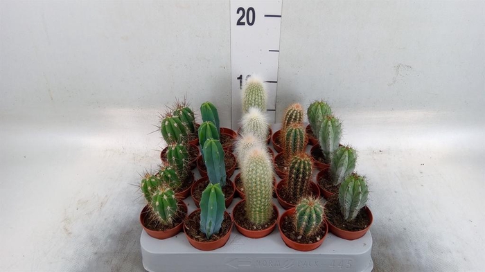 <h4>Cereus   ...</h4>