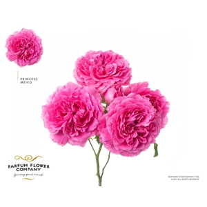 Rosa Spray Princess Meiko