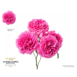 Rosa Spray Princess Meiko