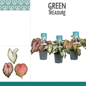 Caladium Gemengd