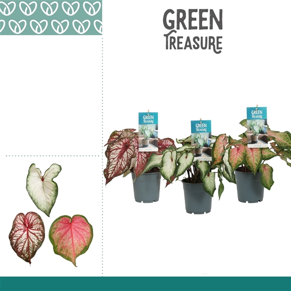 <h4>Caladium Gemengd</h4>