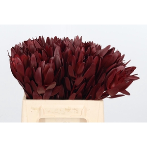 Leucod Kl Bh Bordeaux