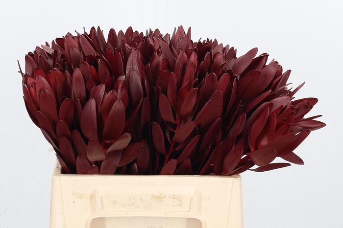 <h4>Leucod Kl Bh Bordeaux</h4>