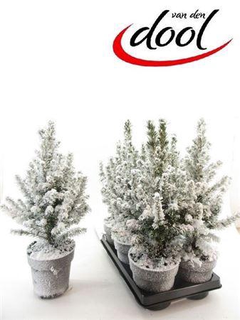 <h4>Picea Gl Conica Snow</h4>