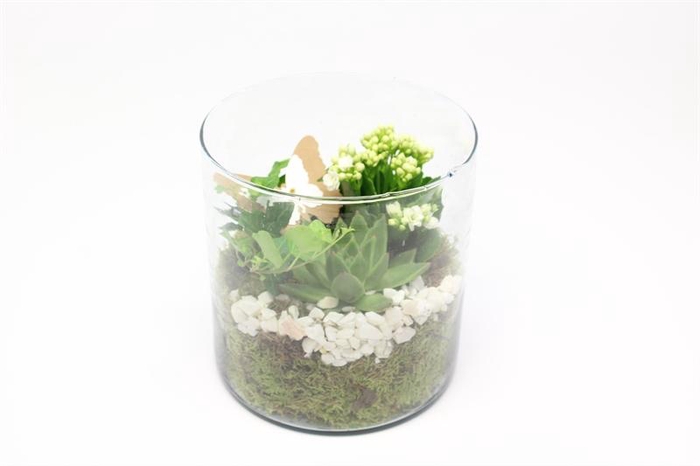 2594 CILINDERBREED ROZE/WIT