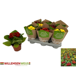 CALC X HERBEOHYBRIDA