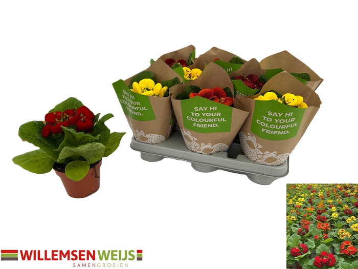 <h4>CALC X HERBEOHYBRIDA</h4>