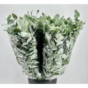 EUC. CINEREA ALBENGA 200GR